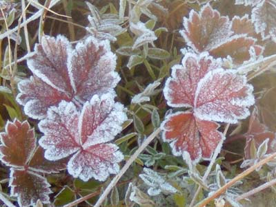 写真：霜のついた高山植物