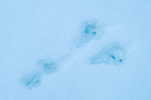 兎の足跡の画像