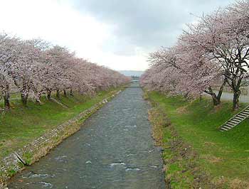 F川の桜並木