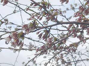3分咲きくらいの桜の画像